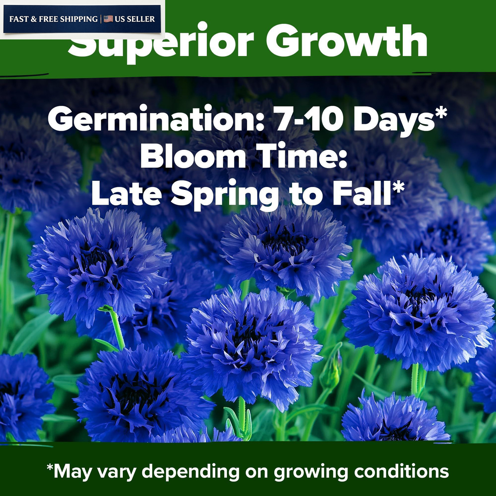 HOME GROWN Bachelor Button Seeds Tall Blue – 6000 Cornflower, 1-Pack,