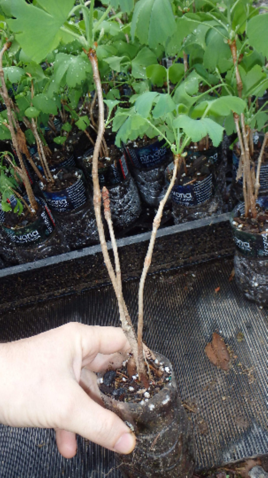 3 Ginkgo Biloba seedlings 1 y.o. plants, oldest tree in the world. Split leaf.