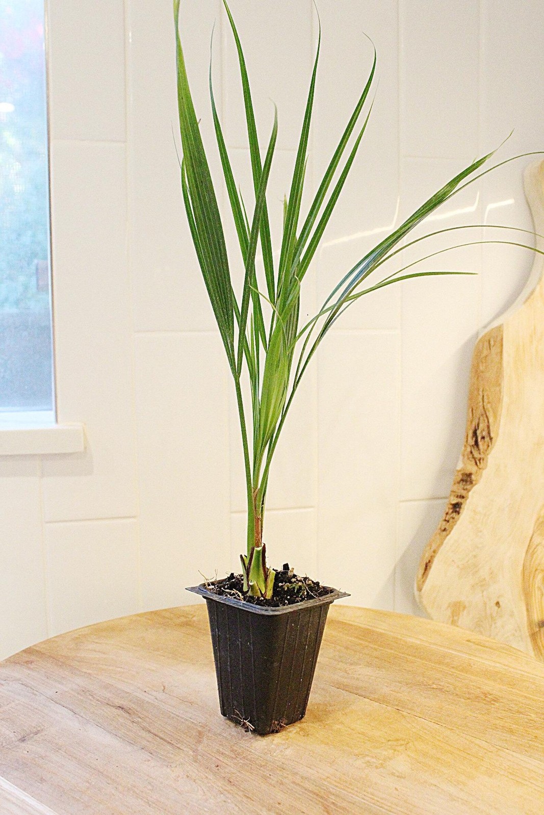 Pygmy Date Palm, 2.5 Inch Pot, Tropical Indoor Starter Plant