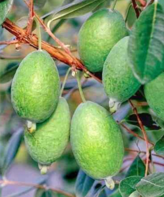Pineapple Guava Live Plant – 4-6″ Tall – Edible Tropical Fruit & Ornamental Ever