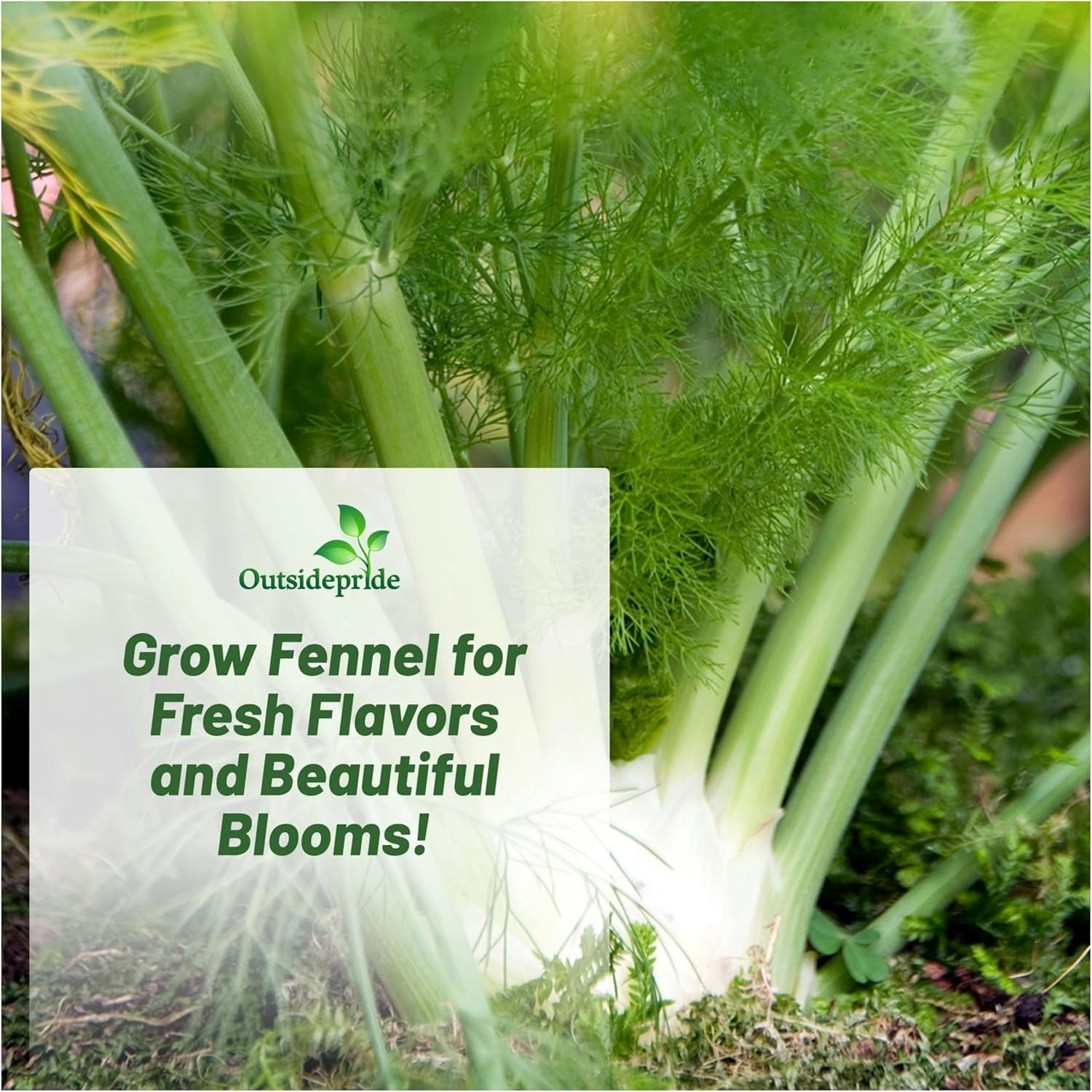 1 OZ Fennel Seeds – Florence Fennel Herb Seed
