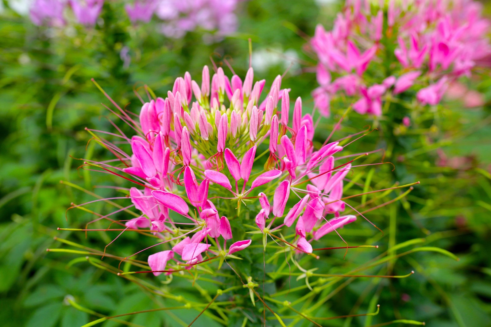200 ROSE QUEEN CLEOME Hassleriana Cleome Spinosa Pink Spider Flower Seeds