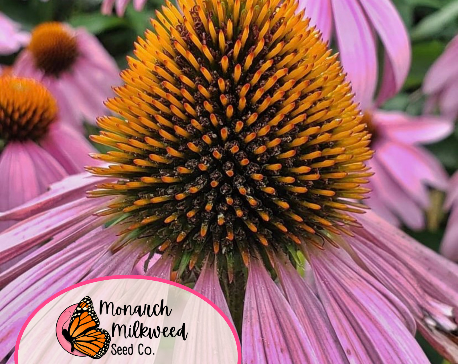 775+ Purple Echinacea Coneflower Seeds | Native Wildflower Butterfly Flower USA