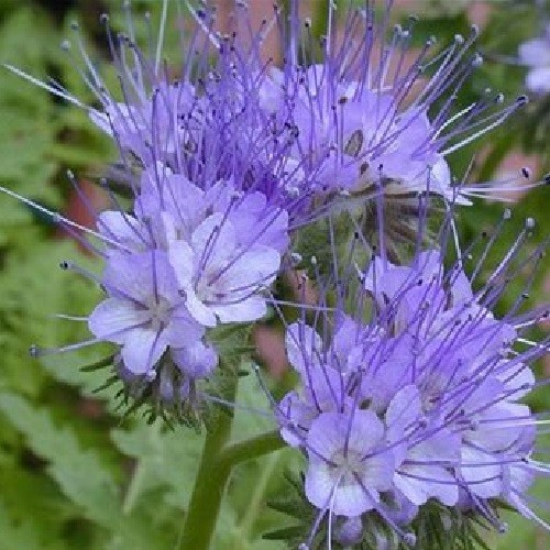 500 to 5,000 Lacy Phacelia Purple Tansy Flower Seeds Fresh Organic Tanacetifolia