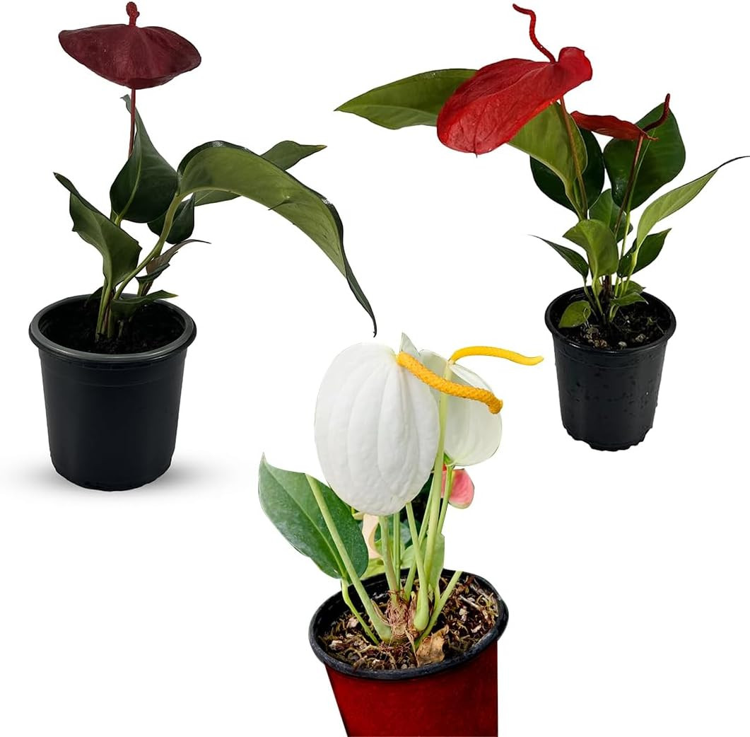 Anthurium Scherzerianum Red, Pink, White (Pack of 3) | Tropical Green Indoor Ho