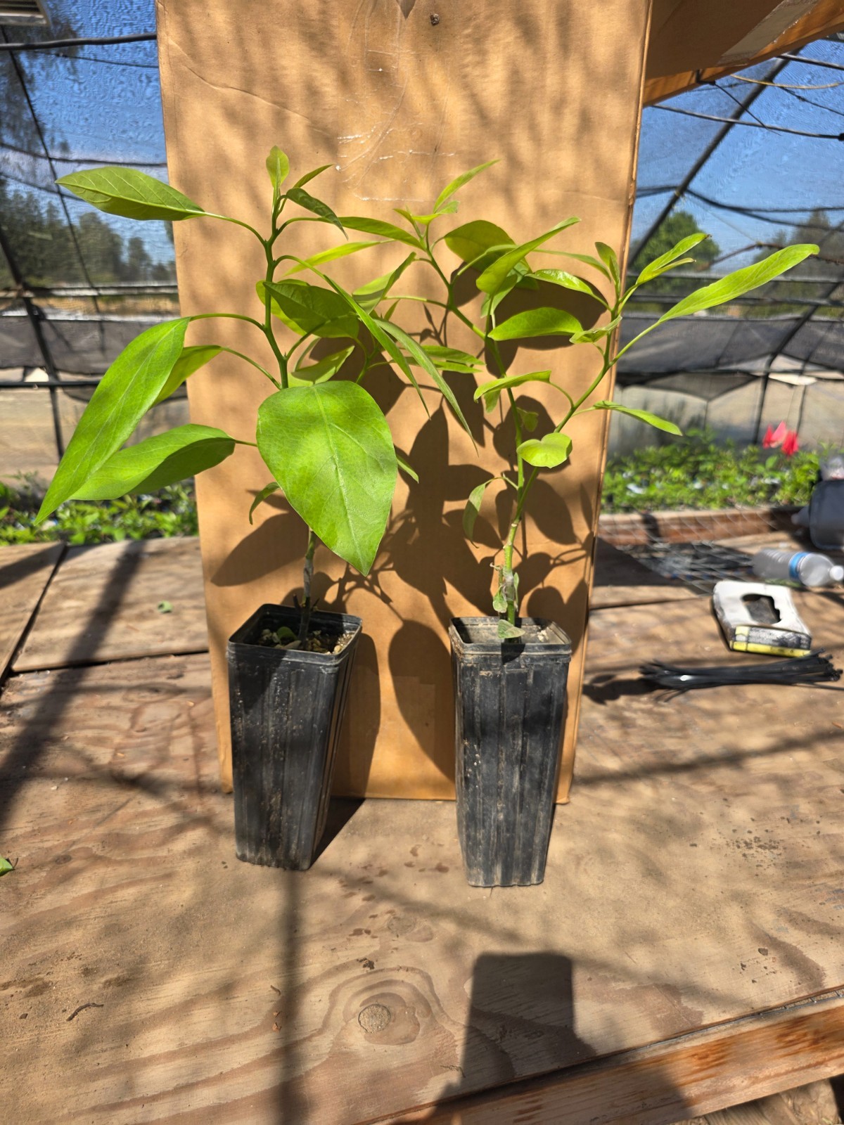 Avocado (Hass) Grafted Plants on Strong Zutano rootstock