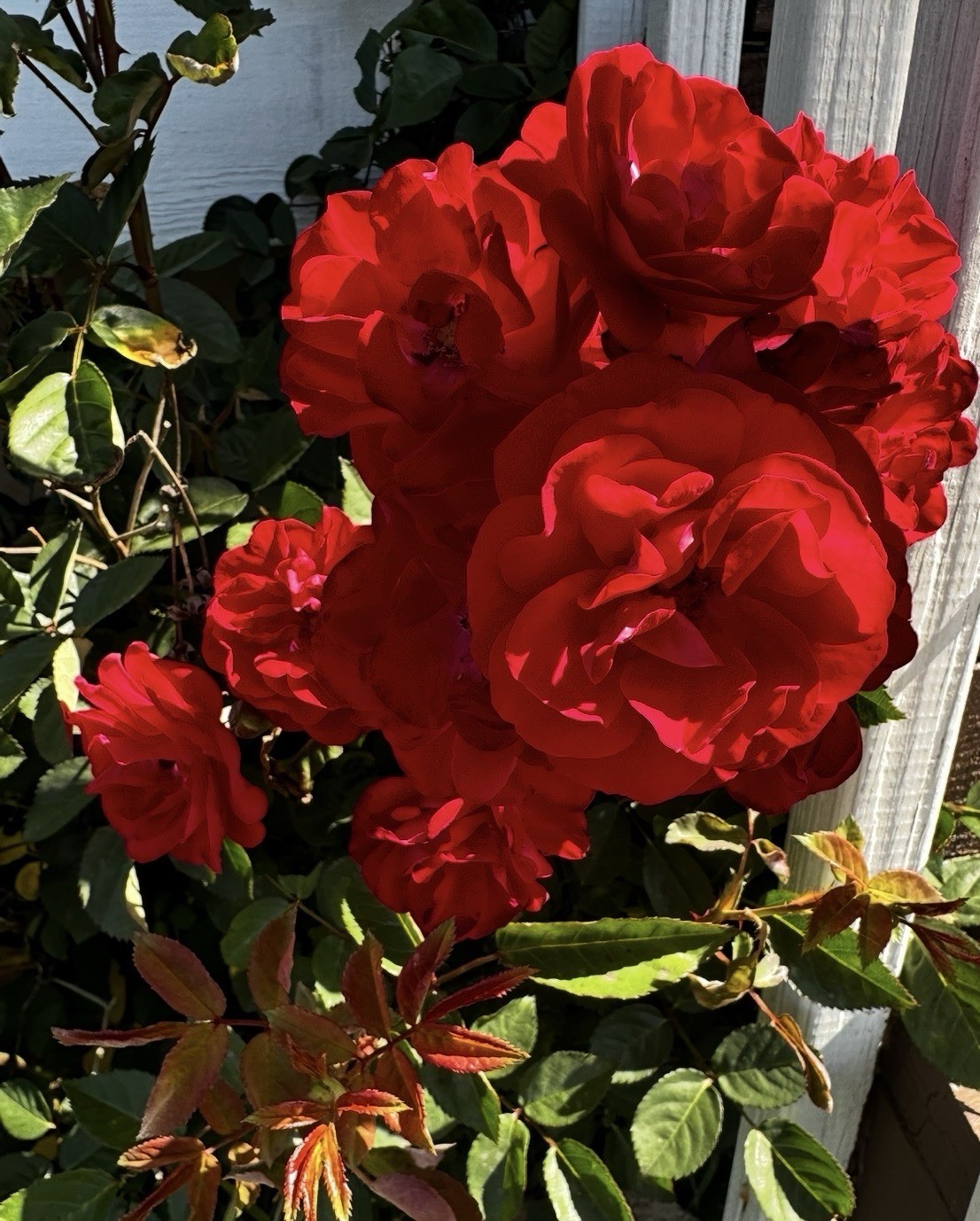 Red Europenia Roses Cuttings Clippings Unrooted 4-6 Inches Long 5 Pieces