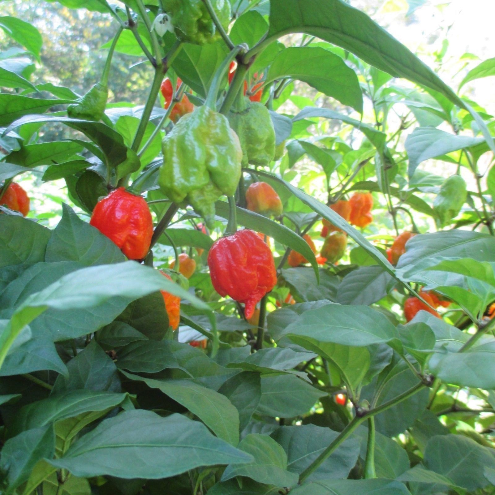Lot of 3 (75+ DAYS OLD) CAROLINA REAPER Super Hot Pepper LIVE PLANTS