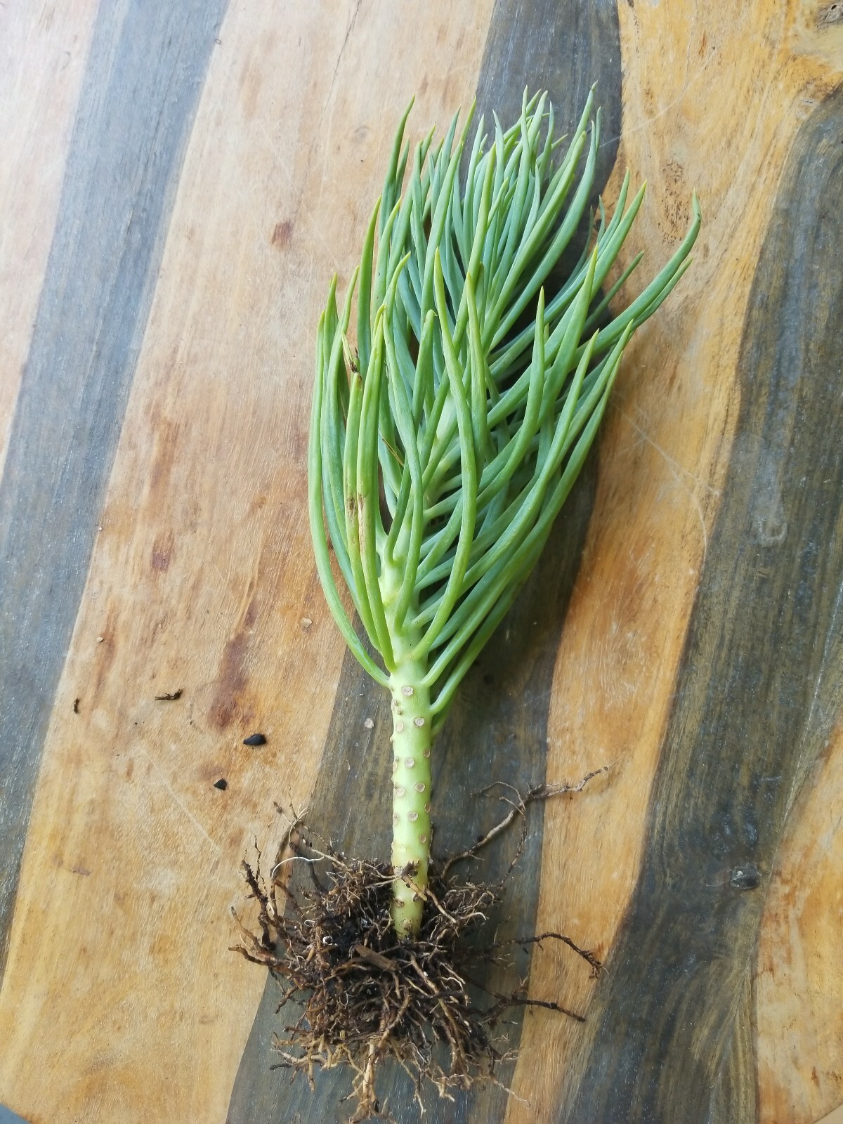 Senecio Vitalis Blue Serpents Mermaid’s Tail Chalk Fingers – Succulent Cuttings