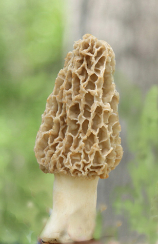 YELLOW MOREL mushroom spores/ spawn mycelium (on dried seeds)