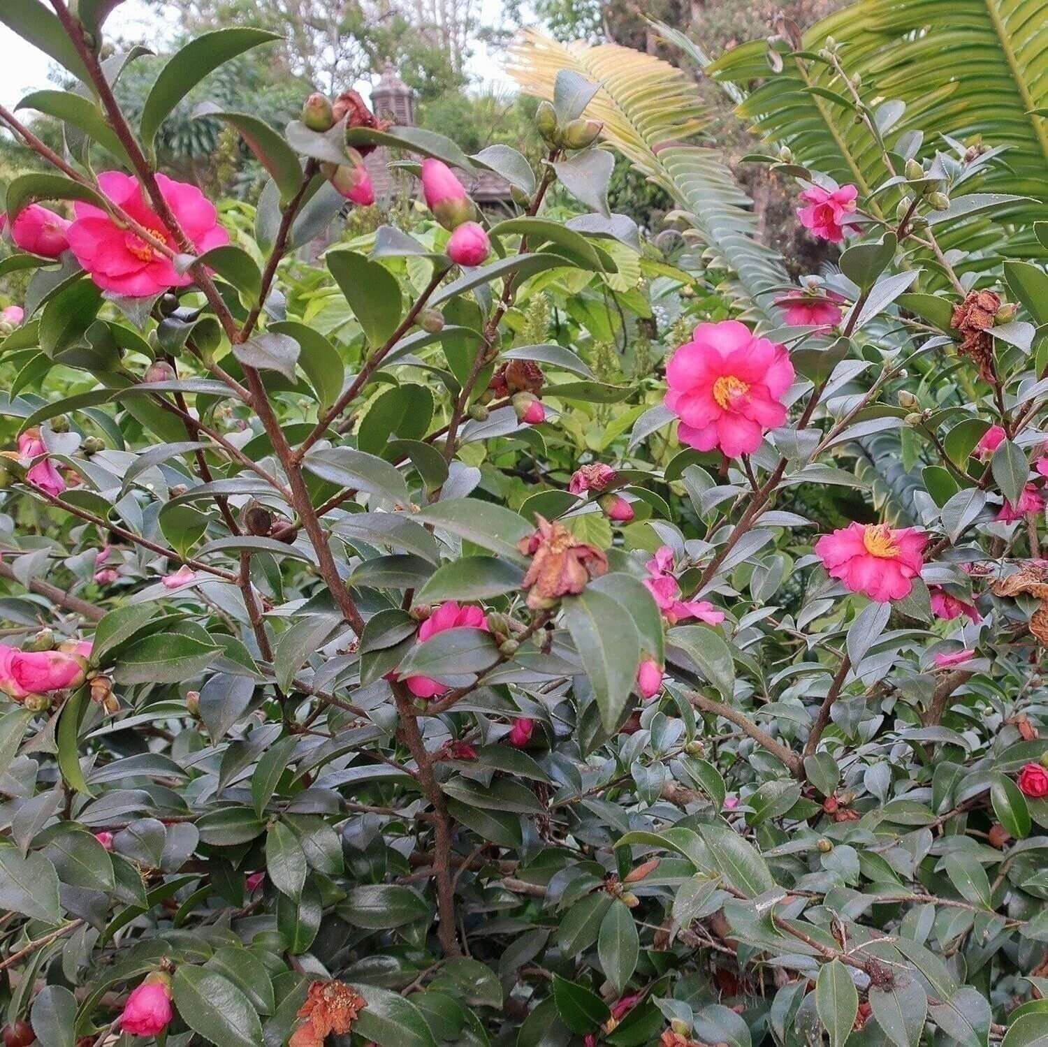 Camellia Kaniiro | 3 Gallon | Camellia japonica | Winter Blooms | Shade Tolerant