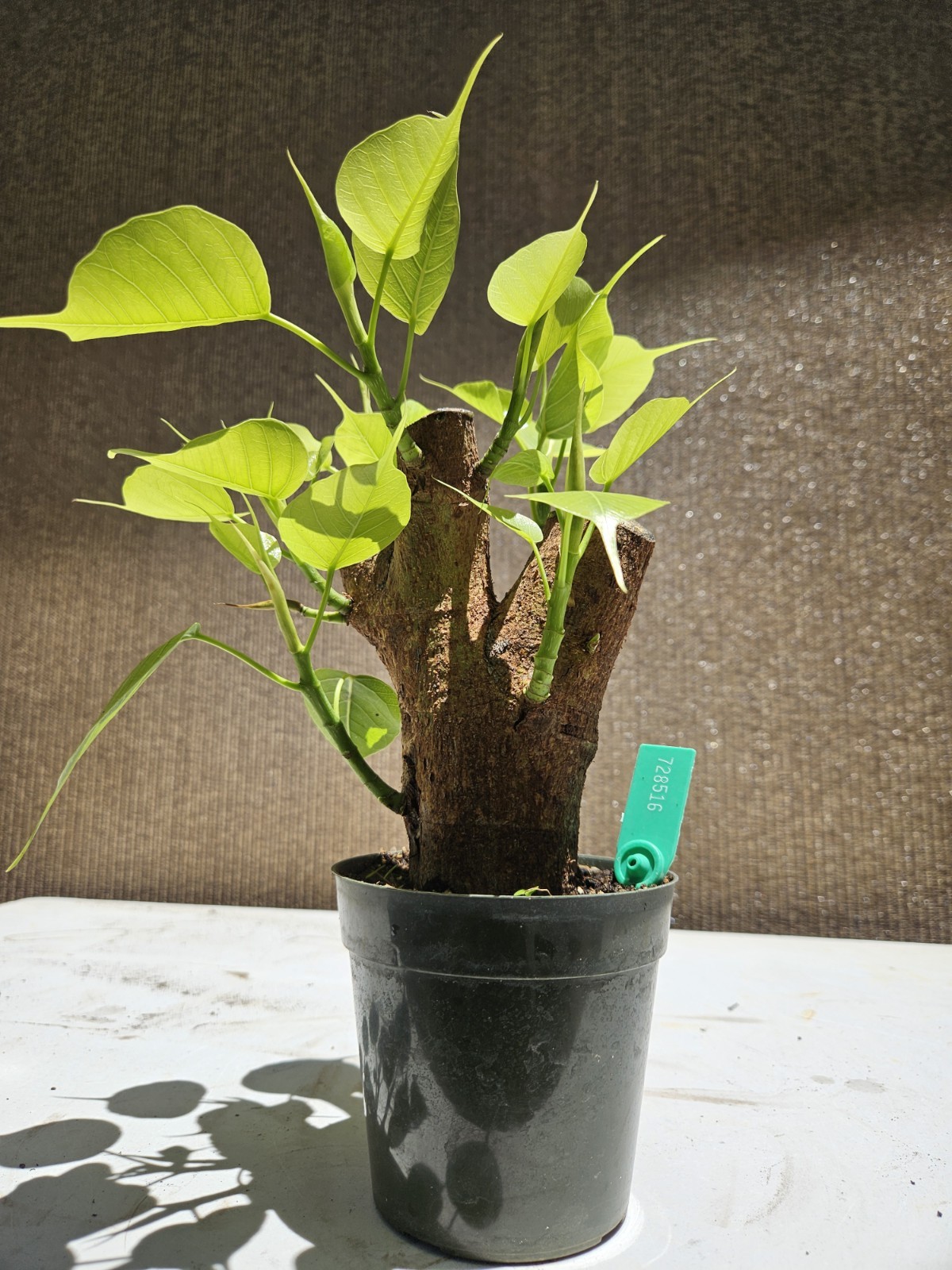 Ficus religiosa ( Sacred fig – Cây Bồ Đề) Bonsai Tree,,,, sale