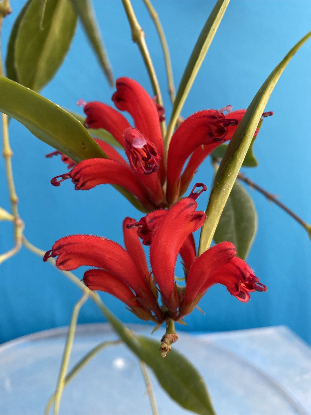 Aeschynanthus parasiticus Red Tubular Flowers Gesneriad Bloom Size Rooting 4” Pt
