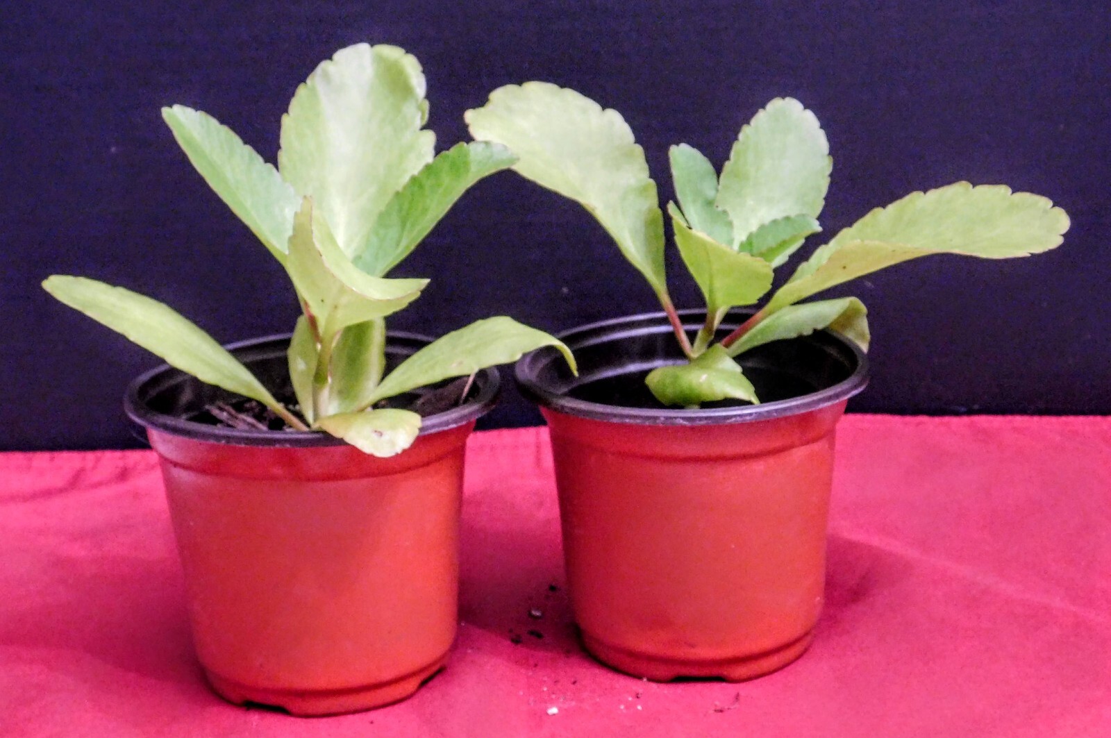 “Cathedral Bells” Kalanchoe Pinnata – Bryophyllum Pinnatum