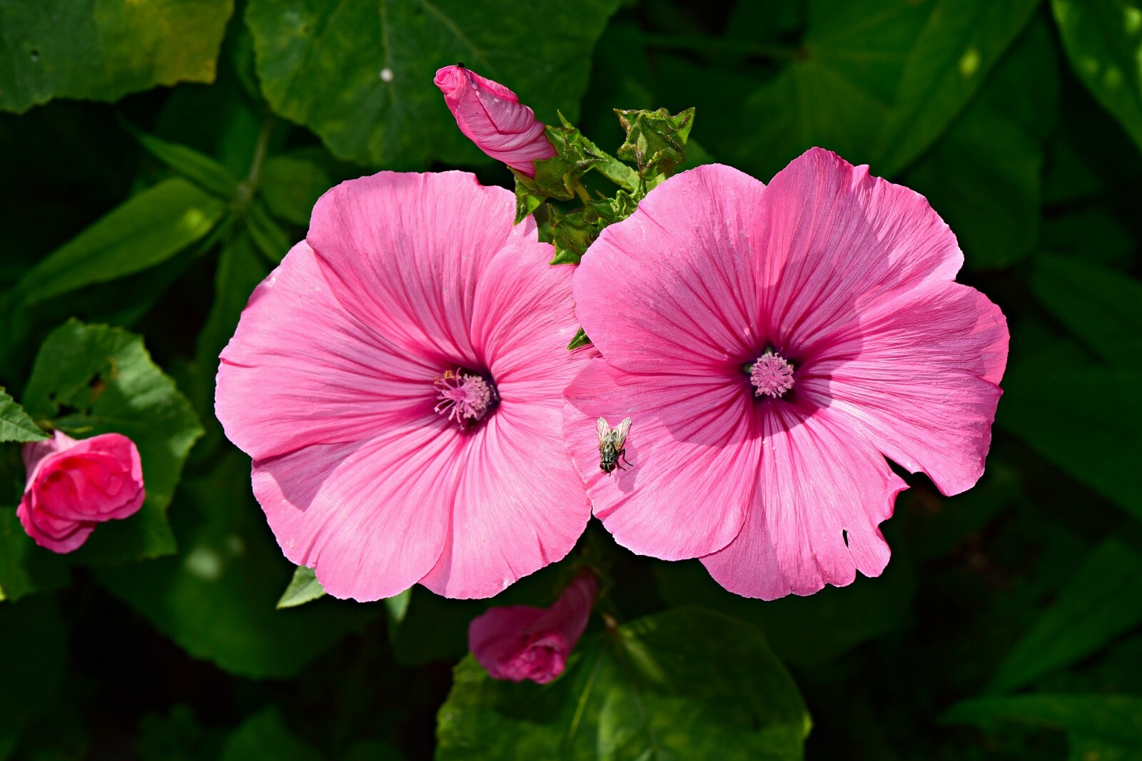 Tree Mallow shrub showy {Lavatera thuringiaca}20+ seeds Free Shipping US Seller