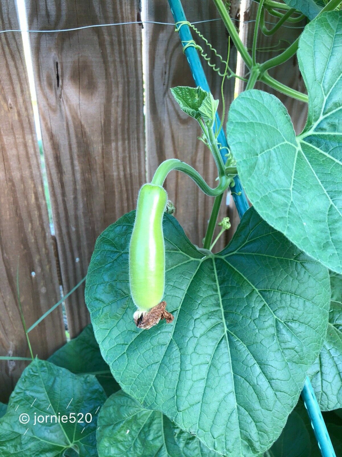 RARE✿ Back in Stock! Heirloom Edible Tambuli Gourd/Calabash/Lauki 10 Seeds