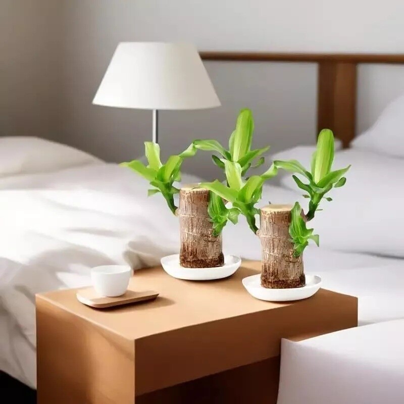 Brazilian Wood Plant Water Raise Mini Brazil Lucky Wood Potted Tree Indoor Decor
