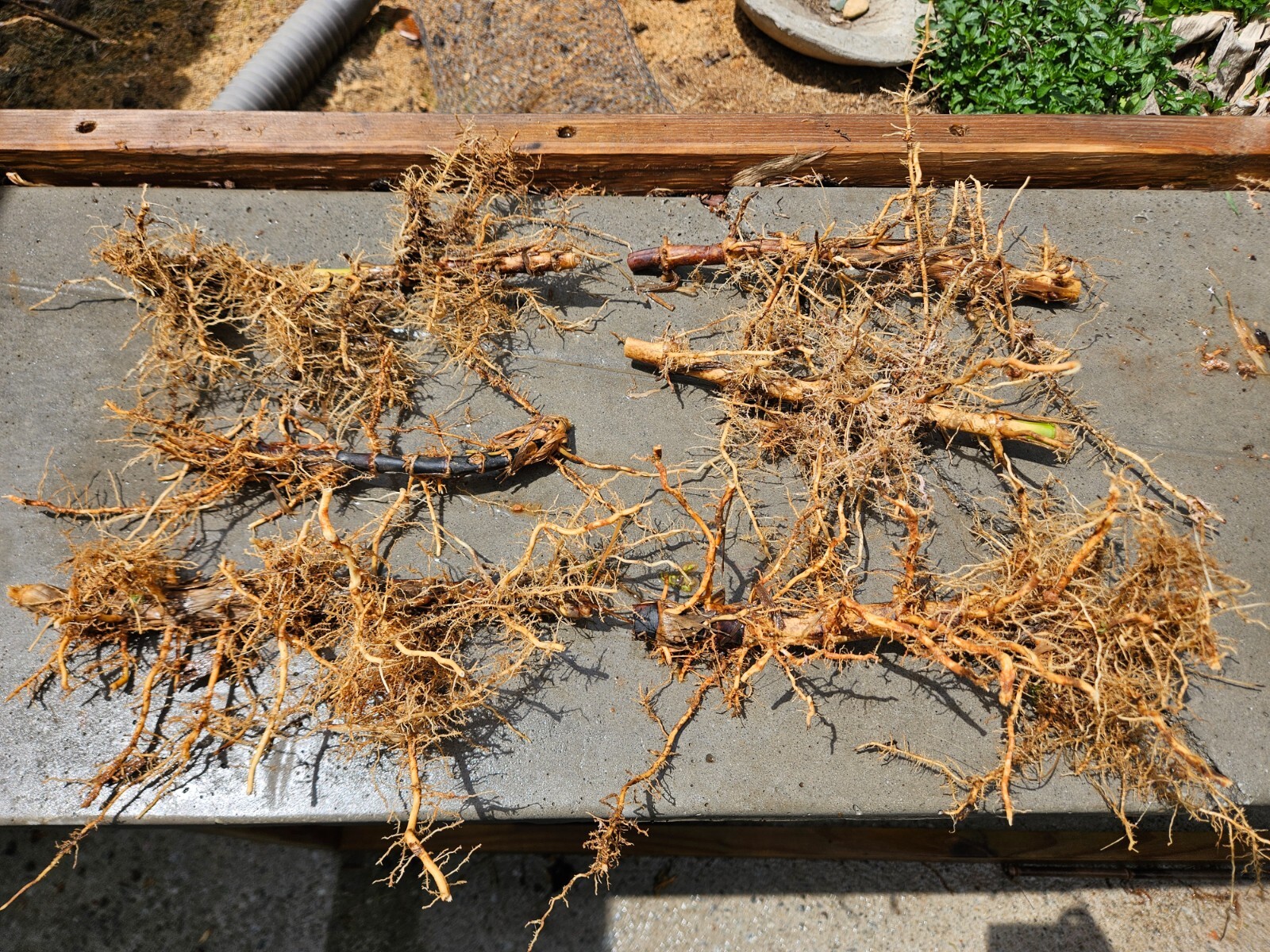 (6) Black Bamboo Rhizomes – Cold-Hardy, Evergreen – Privacy Screen, Fast-Growing
