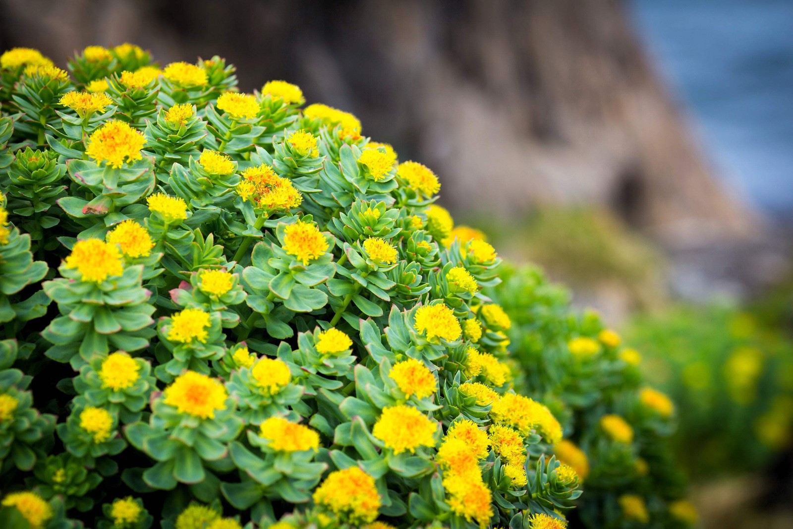 25 ROSEROOT STONECROP Golden Rose Root Sedum Rhodiola Rosea Yellow Flower Seeds