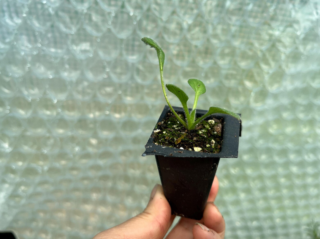 Live Rudbeckia hirta ‘Autumn Colours’ Plant, Coneflowers, Well-Rooted Plug Small
