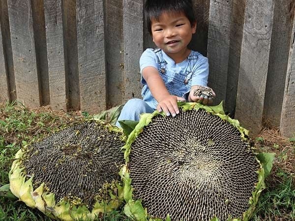 10+ Giant Mongolian Sunflower Seeds — NON GMO — HEIRLOOM — FRESH