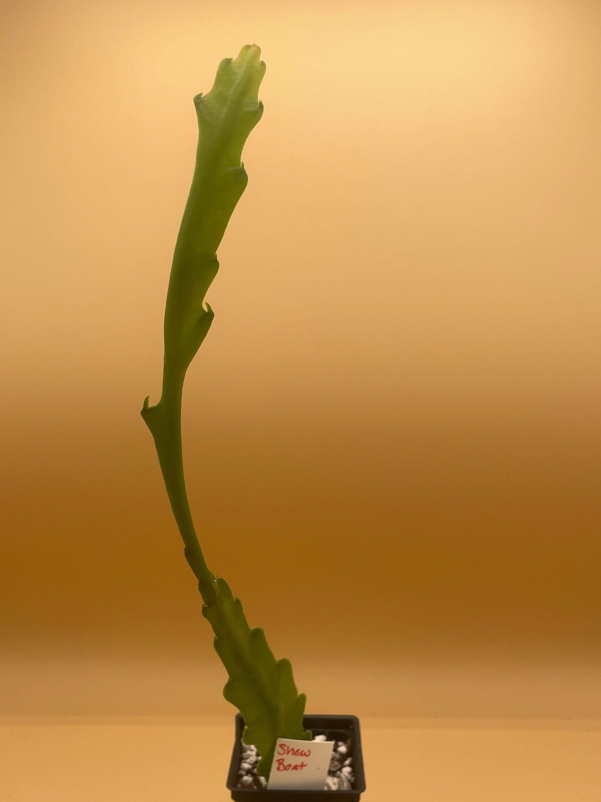 Epiphyllum Hybrid ‘Showboat’ Fully-Rooted Starter Pot