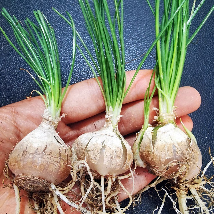 1 Perfume Orchid Bulb, Sweet Scent Sentinel Flowers, Easy Bloom Perennial