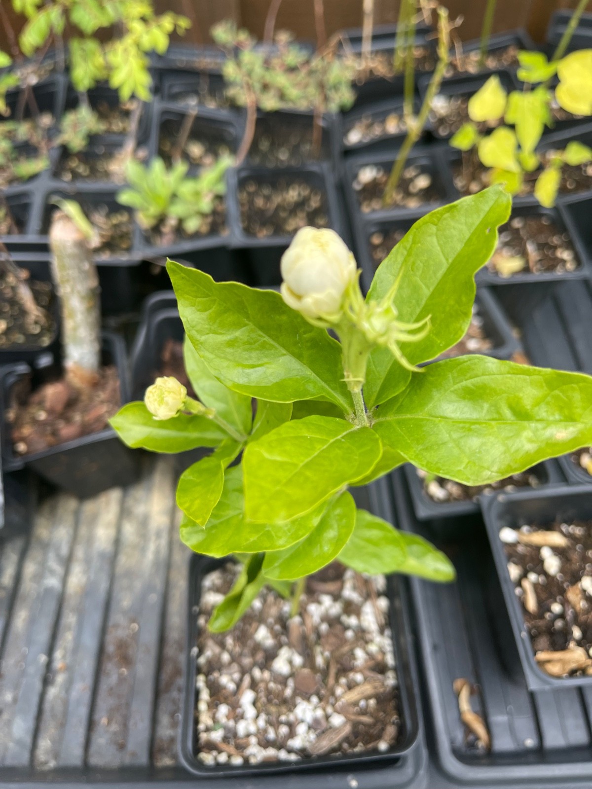 grand duke of tuscany jasmine