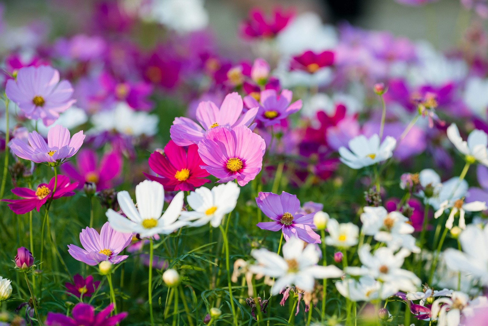 350 COSMOS SENSATION MIX Mixed Colors Cosmos Bipinnatus Flower Seeds