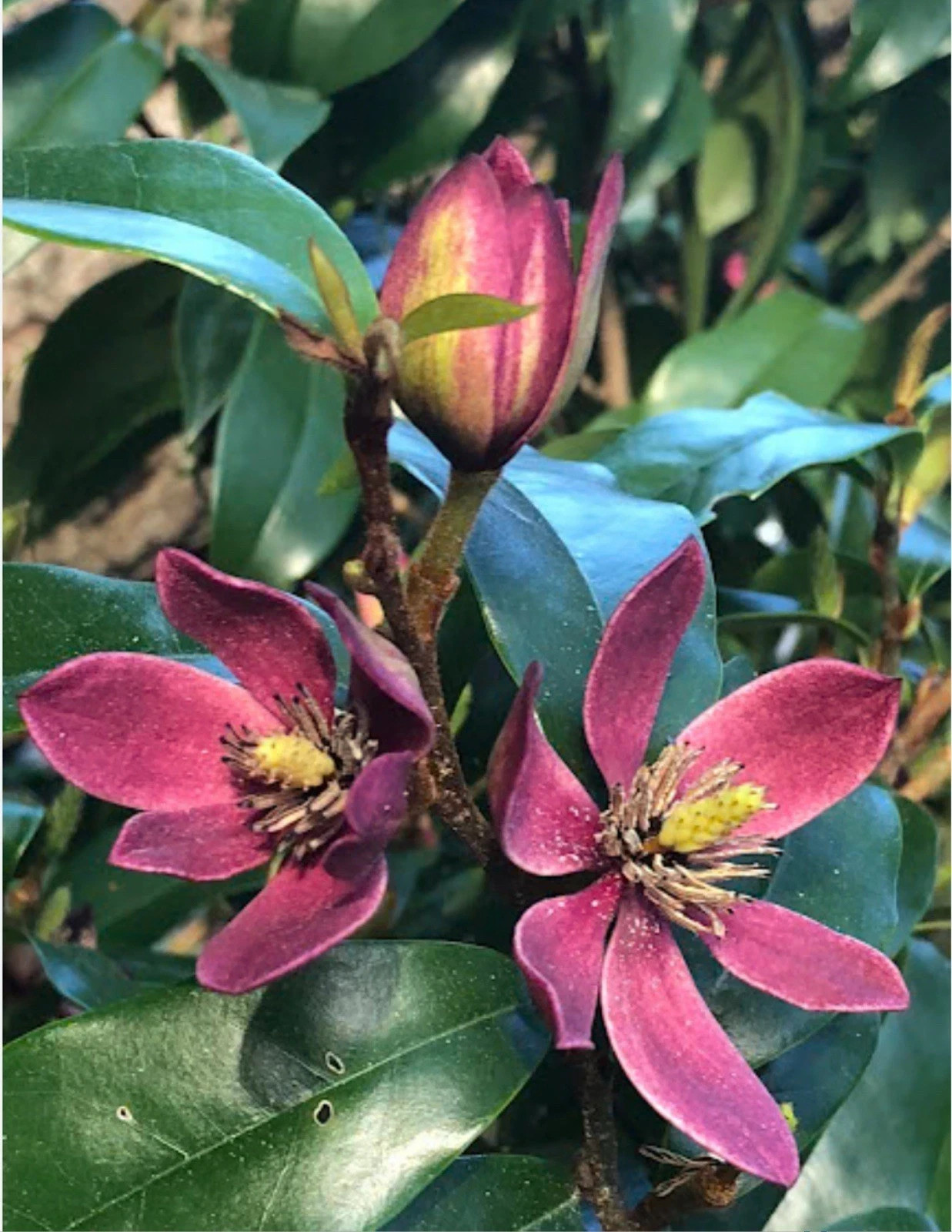 Stellar Ruby~Magnolia Hybrid Tree~SMALL STARTER PLANT-Ruby Banana Scented Blooms