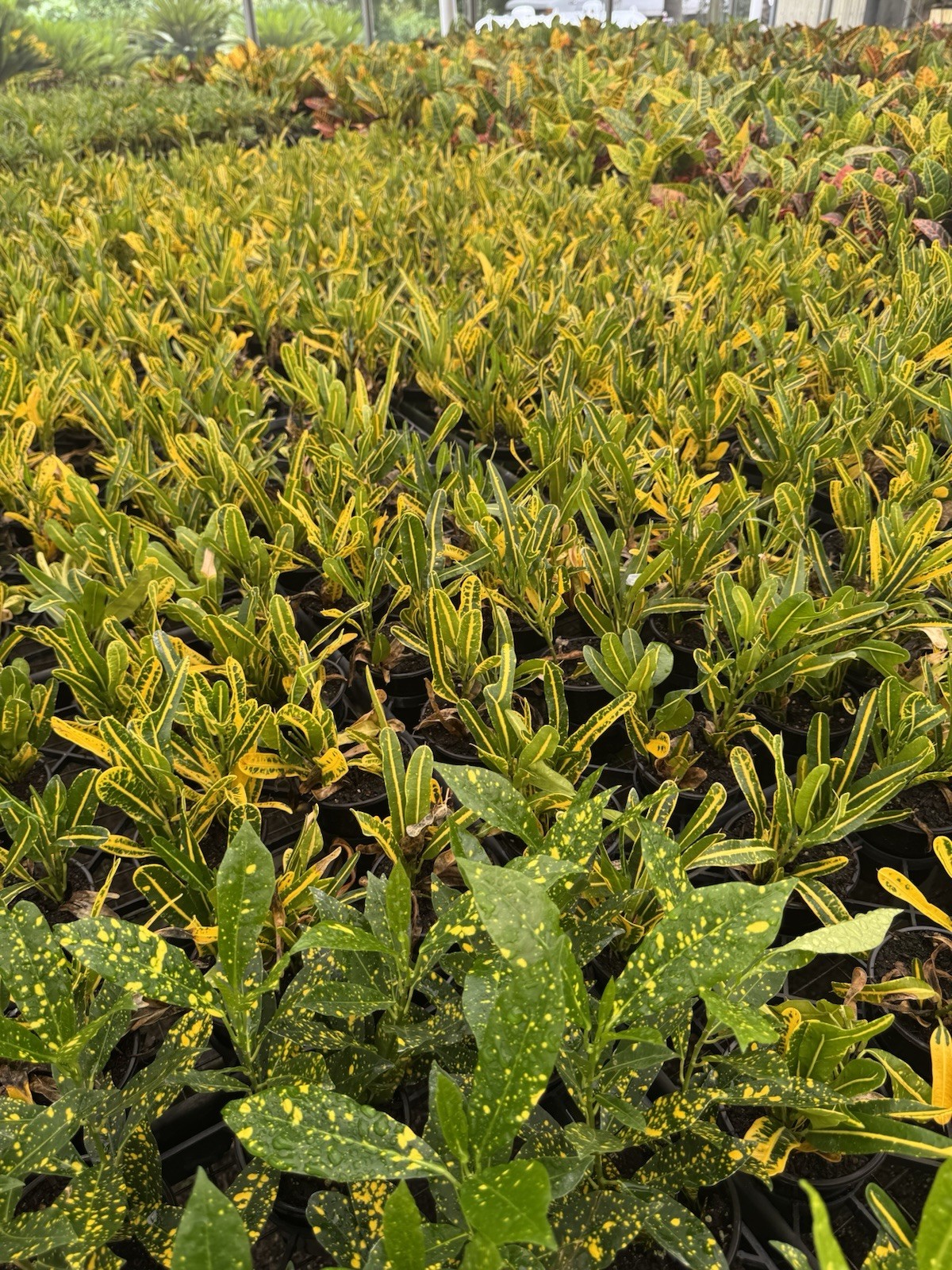 live plants outdoor