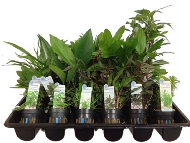 5 DIFFERENT Assorted Live Potted Plants!!! SHIPS FREE!!!
