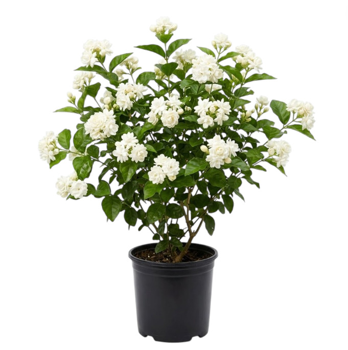 Jasmine Belle of India Live Starter Plant Jasmine Flower Plant 4-6″Tall No Pot