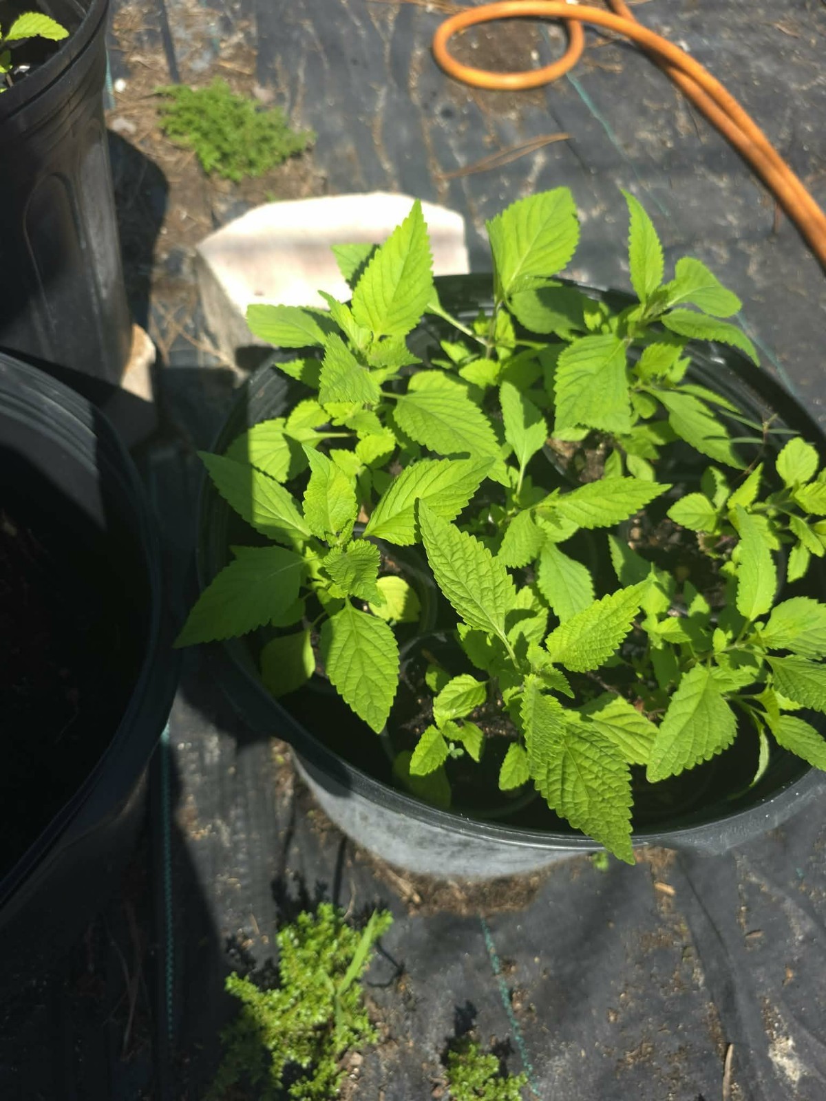 Nettle ( kính giới) Live Potted Plant Vegetative 6″ -10″Tall Outdoor 1 Pack