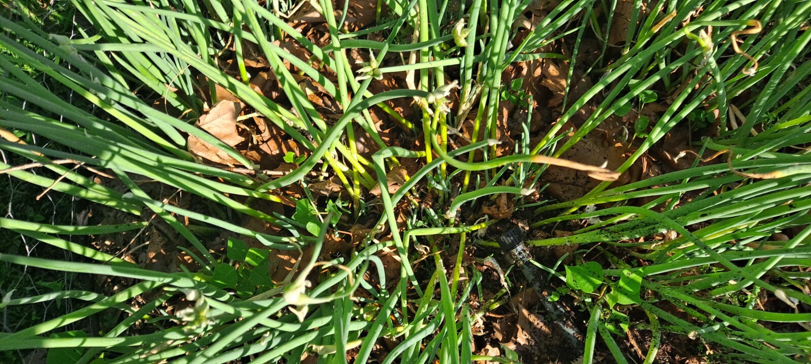 10 Egyptian Onion (Walking onion) Live bare root bulb.