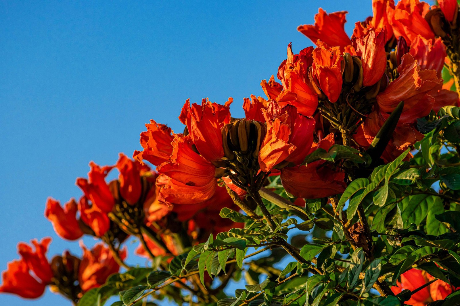 15 Red AFRICAN TULIP TREE Fire Tree Flame of Forest Spathodea Campanulata Seeds