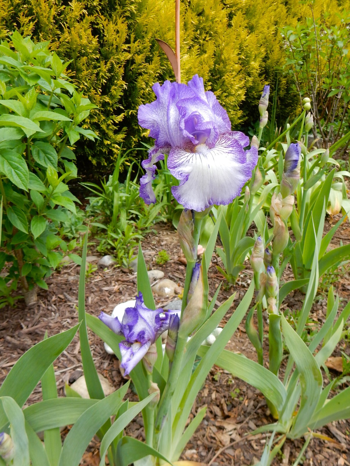 “HEMSTITCHED” Iris – German Bearded Reblooming Iris – 2 Plants/ Rhizomes