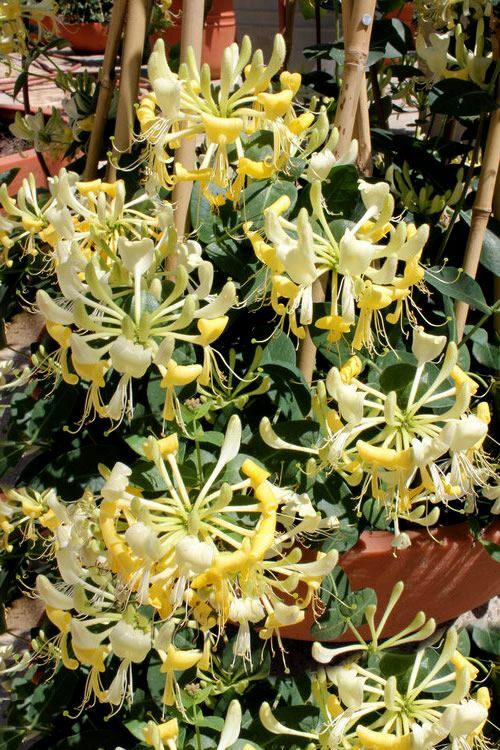 ~SCENTSATION~YELLOW Dutch HONEYSUCKLE VINE Lonicera japonica periclymenum