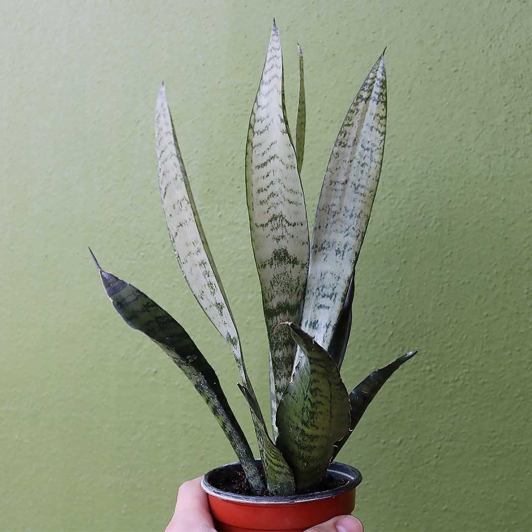 Snake Plant Sansevieria Zeylanica 4Inch Pot Easy Care Air Purifying Indoor