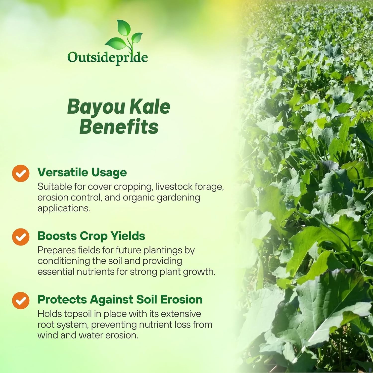 50 LBS Bayou Kale Cover Crop, Forage, & Wildlife Food Plot Seed