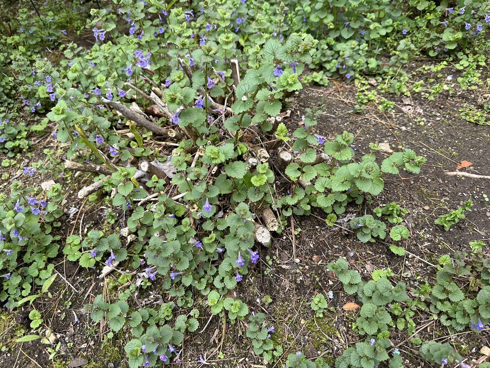 Creeping Charlie Plant Evergreen GROUND IVY Glechoma Hederacea live vine plant