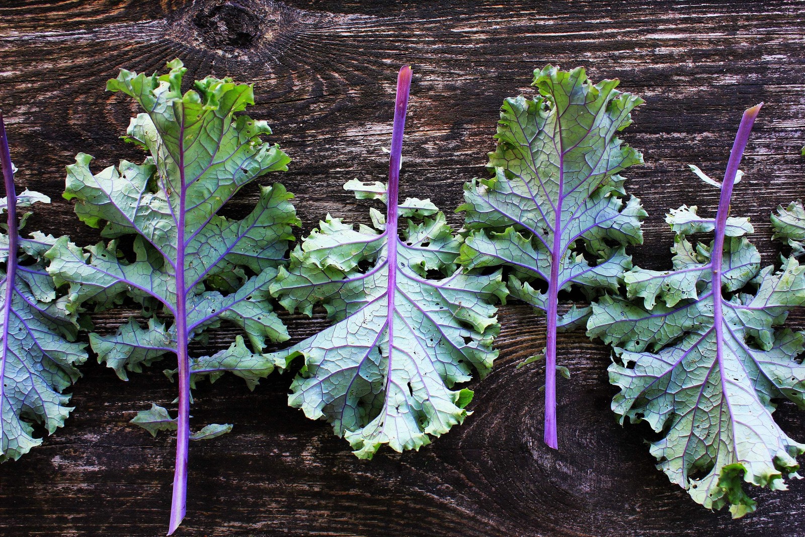 500 RED RUSSIAN KALE Brassica Oleracea Vegetable Seeds