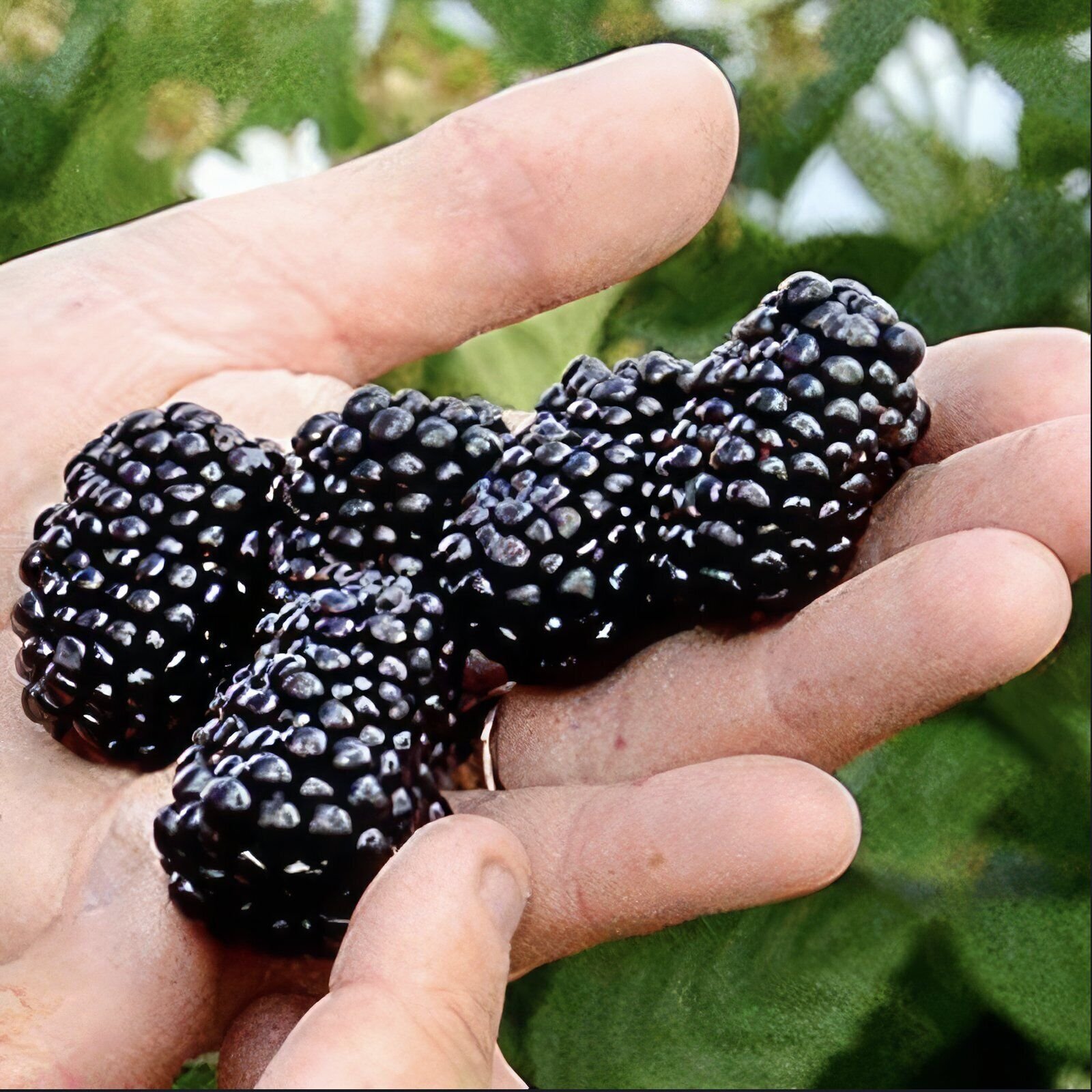 Prime-Ark Freedom Blackberry – Rubus – Live Plant