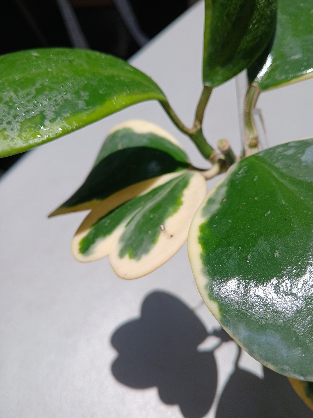 #913- HOYA KERRI VARIEGATED LIVE PLANT, LARGE LEAF, LARGE PLANT,