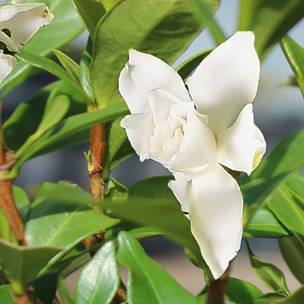 Elegant Gardenia Live Bonsai Tree – 4 Old – 6-8 Inches Tall in Grower Pot