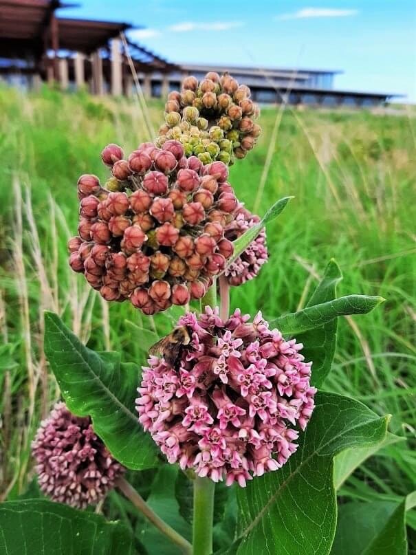 Common Milkweed 100+ seeds (Asclepias syriaca) Help Monarch Butterflies