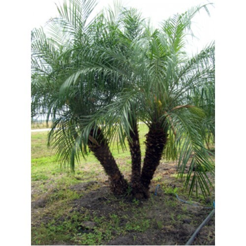 25+ Pygmy Date Palm Phoenix Roebelenii seeds FRESH newly harvested , 2025