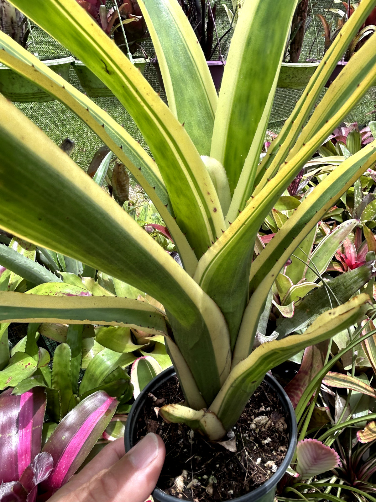 Bromeliad Sale! Aechmea nudicaulis ‘Flavormarginata’