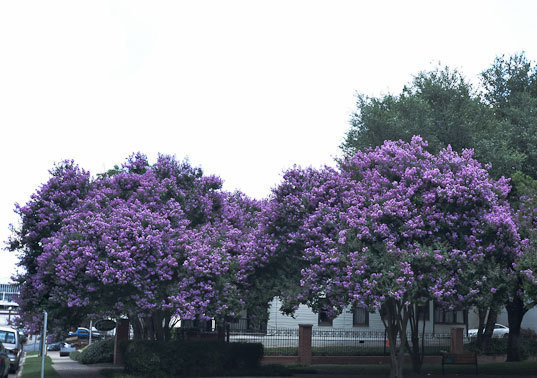 Lagerstroemia fauriei | Crape Myrtle Muskogee | 50_Seeds