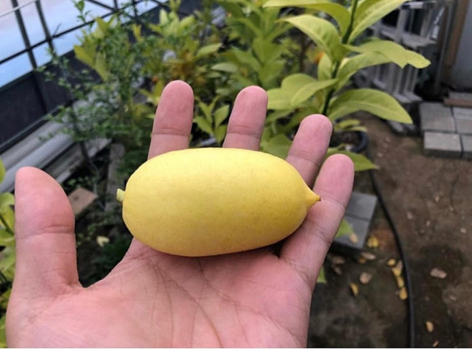Assam lemon plant (Kaji Nemu), rooted, shipped in container with soil